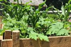 Colonial Diet and Sustenance Activities